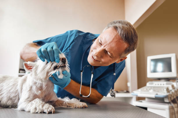 Best Walk-In Emergency Dental Services in Auburndale, FL